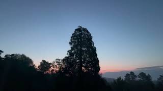 English Birdsong for Meditation – Recorded at Sunrise 5/5/24 (Dorset UK)