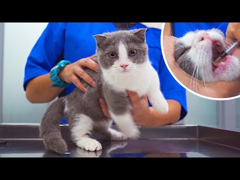 Kitten Visits The Vet For Cat Flu *First Time*