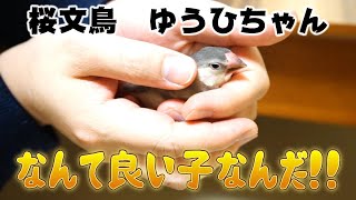 手に慣れさす必要がないくらい優秀な桜文鳥のゆうひちゃん