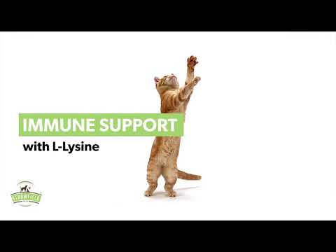 Immune Support for Cats