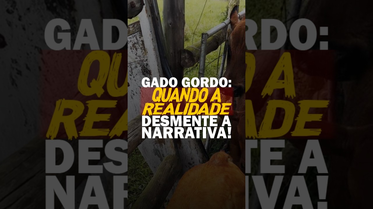 GADO GORDO: QUANDO A REALIDADE DESMENTE A NARRATIVA!