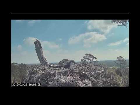 Savannah Osprey Cam ~ Rhett Alerts!  Intruder Lands!  March 26, 2019