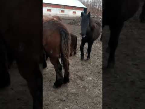 Mânji de 1 an - 0744782178 Herghelia Fitero