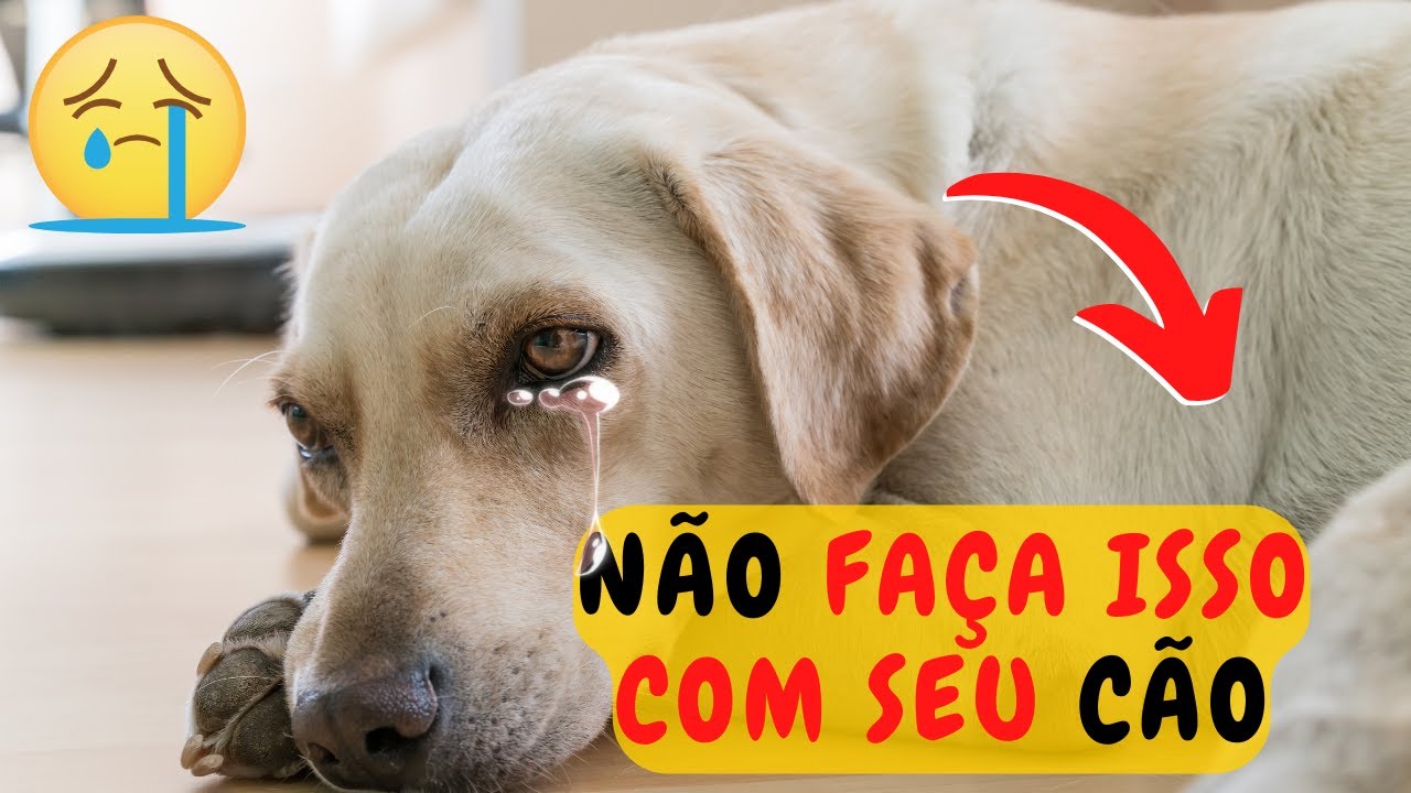 16 ATROCIDADES QUE MACHUCAM EMOCIONALMENTE SEU CÃO