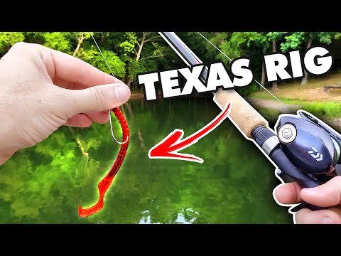 Texas Rig Bass Fishing (Fishing From The Bank)