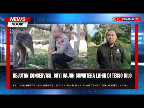 Tangis Pertama Nona Seroja, Hadiah Istimewa dari Tesso Nilo