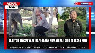 Tangis Pertama Nona Seroja, Hadiah Istimewa dari Tesso Nilo