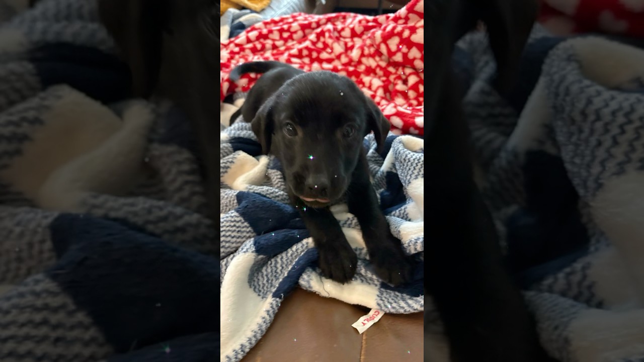 Enlarge PIXIE DUST, an adopted mixed breed in Queen Creek, AZ video 4/4