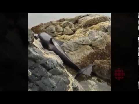 Vuz.fr - sauvetage whale trapped in rocks   Une orque échouée et sauvée par des passants