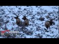 MossBack Monster Clips Bull Elk In The Snow