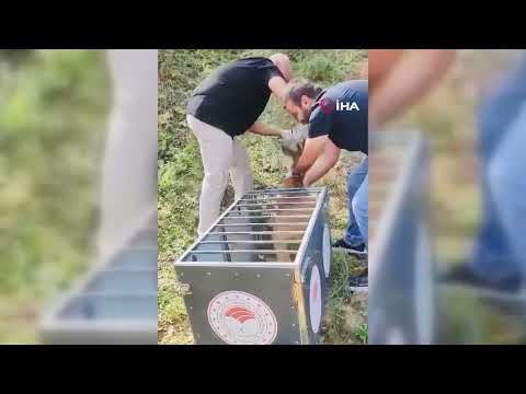 Yaralı karaca tedavisinin ardından doğaya salındı 23.09.2026