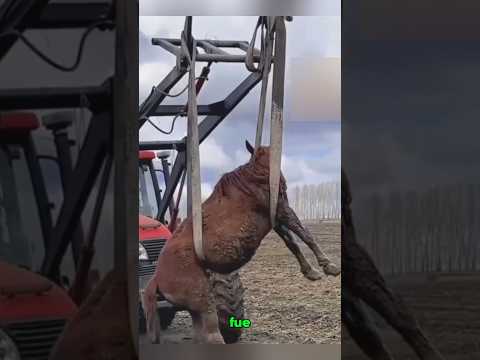 Un Pequeño Caballo Salvó a Su Madre 🐴💔 | El Rescate Más Conmovedor Que Verás