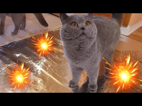 Ходят ли коты по фольге? Эксперимент  Do cats walk on foil?  Experiment