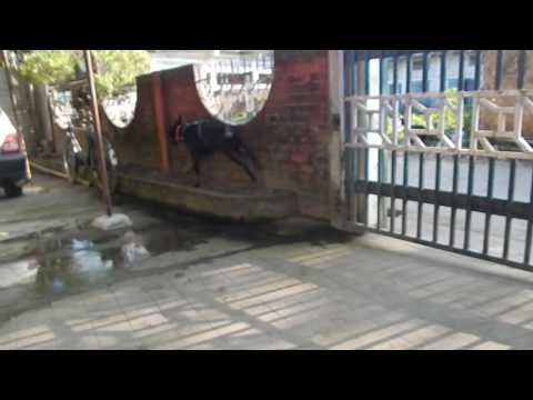 German Doberman Pinscher Taison in Nazira sivasagar