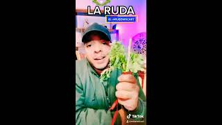 La ruda y sus propiedades mágicas