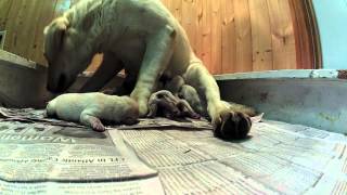 preview picture of video 'Melia with her puppies at Wildbrook Kennels'