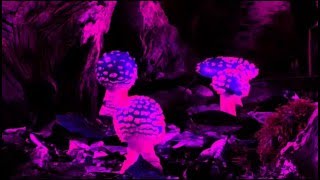 TRIBAL STATE - BLISS (OFFICIAL MUSIC VIDEO)