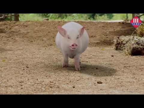 AAVIRI LATEST MOVIE TRAILER