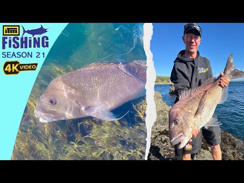 Winter Rockfishing - Big Snapper, Kingfish, Trevally and Kahawai