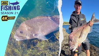 Winter Rockfishing - Big Snapper, Kingfish, Trevally and Kahawai