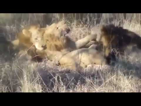 Majingilane vs Mapogo