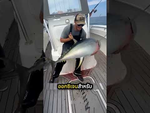 ทำไมต้องตัดเนื้อส่วนนี้ในตัวปลาทูน่าทิ้ง