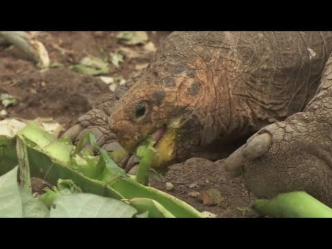 Diego, The Galapagos Tortoise Who Fathered More Than 800 Sent Home