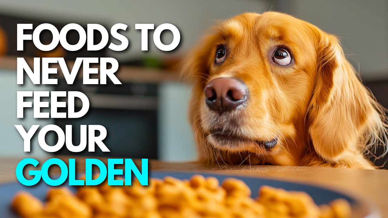 15 Common Foods That Are Dangerous for Golden Retrievers