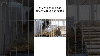 こんな人はチンチラを飼わない方がいいよ③ #Shorts
