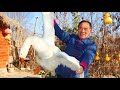Entire Goose For The Best Hot Pot Huge Chunks In Boiling Spicy Broth Uncle Rural Gourmet