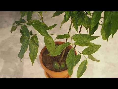 Såpvatten | FruPilea