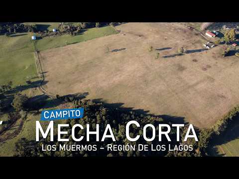 Campo Mecha Corta 8,1 Hectáreas – Los Muermos, Región de Los Lagos
