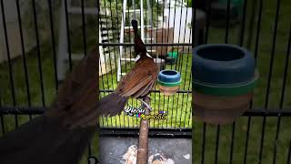 Download lagu goyangan cililin masteran terbaik untuk segala jenis burung #cililin #burungcililin mp3 Download lagu goyangan cililin masteran terbaik untuk segala jenis burung #cililin #burungcililin mp3