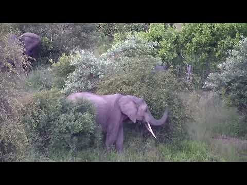 Djuma: Elephants scattered about - 18:16 - 03/11/2023