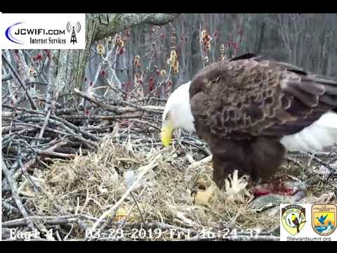 The Trio Nest - Starr and her two hatchlings ~ March 29, 2019