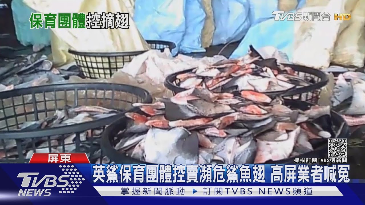英鯊保育團體控台販售瀕危鯊魚翅 高屏業者喊冤