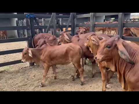 Indubrasil x Sindi: Cruzamento consagrado! Faz. Riacho Verde, Mata Grande - Alagoas