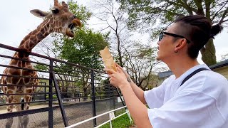 JKRがキリンに餌あげるだけの謎動画。【宇都宮動物園/4K60fps/Vlog/2024/925】