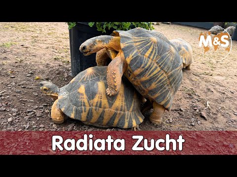 🐢 Geheimnisse der Strahlenschildkröte: Entdecke die faszinierende Astrochelys radiata🌿