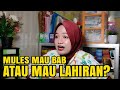 PERBEDAAN MULES MAU BAB DAN MULES MAU MELAHIRKAN