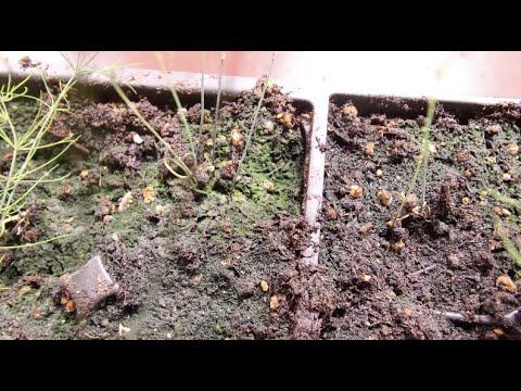 YouTube video about Stop Soil from Growing Mold: Simple Tips for Prevention