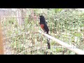 White Rumped Shama singing | bird sounds | most beautiful bird song video to training Rumped Shama