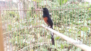 Download lagu White Rumped Shama singing | bird sounds | most beautiful bird song video to training Rumped Shama mp3 Download lagu White Rumped Shama singing | bird sounds | most beautiful bird song video to training Rumped Shama mp3