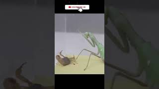 Louva Deus Vs Escorpio