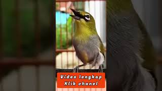 Download lagu PLECI BUSTOMI NGRIWIK, PANCINGAN PLECI OMBYOKAN CEPAT NGERIWIK#pleci #birds #bird #short #shorts mp3
