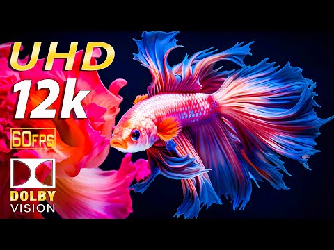 Betta Fish: Super Colors in 12K HDR Aquarium | Best Dolby vision with relaxing music