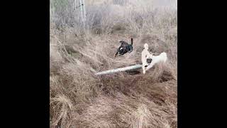 Video preview image #1 Chug Puppy For Sale in Temecula, CA, USA