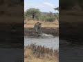 Cheetah attacked by crocodile while drinking water in river #wildlife #animallife #crocodileattacks
