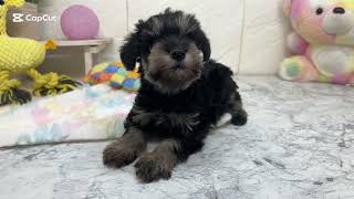 ミニチュアシュナウザーの動画01