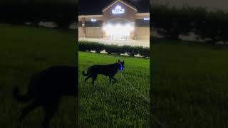 Night traffic SUCKS. Let’s run in the WOODS instead.